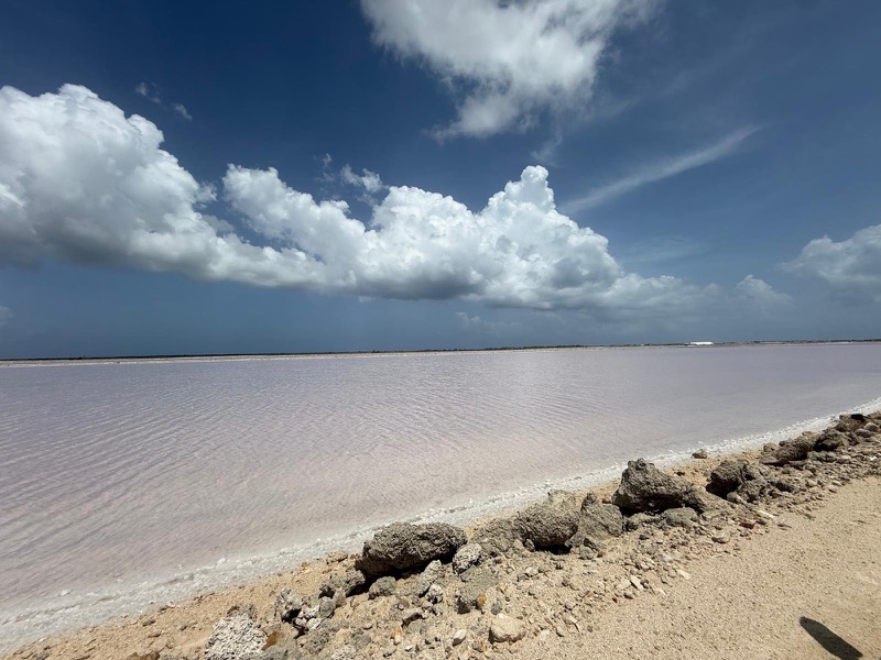The edge of a pink brine pond under large white clouds.