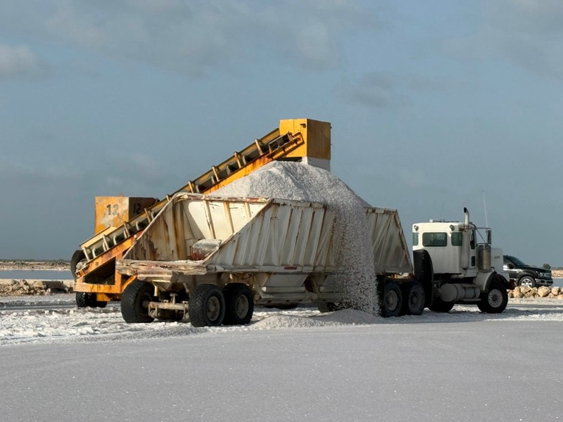 Salt pours from the harvester conveyor into a trailer.